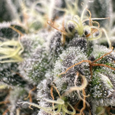 Misc x (LA Kush x Zkittles) #34 15.68g growlog timeline photo
