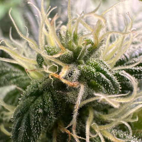 CxLAZ #03 45.52g growlog photo: Pollen sac from training on Tuesday