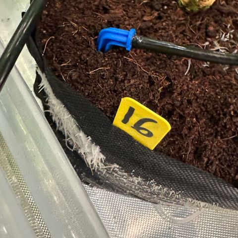 CxLAZ #16 50.72g growlog timeline photo