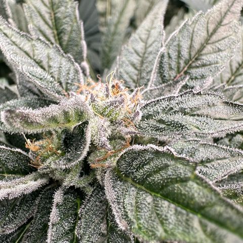 Misc x (LA Kush x Zkittles) #28 13.53g growlog timeline photo