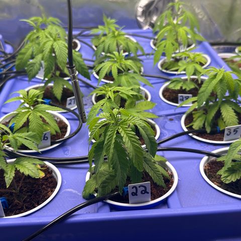 Shaman growlog timeline photo