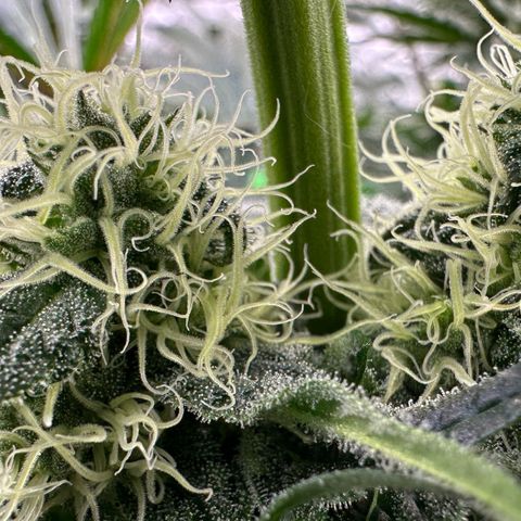 CxLAZ #31 58.75g growlog timeline photo