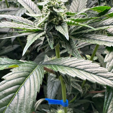 Misc x (LA Kush x Zkittles) #26 60.7g growlog timeline photo