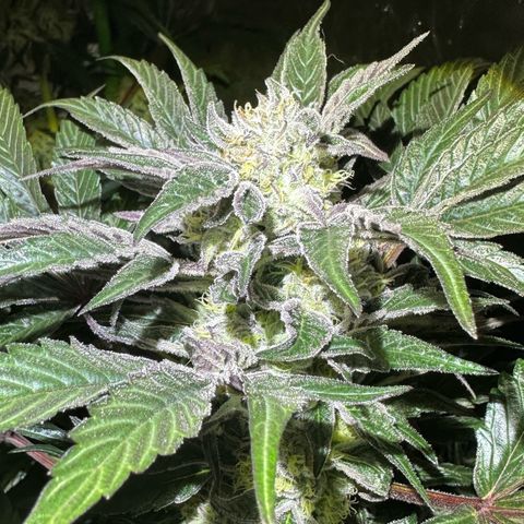 CxLAZ #16 50.72g growlog timeline photo