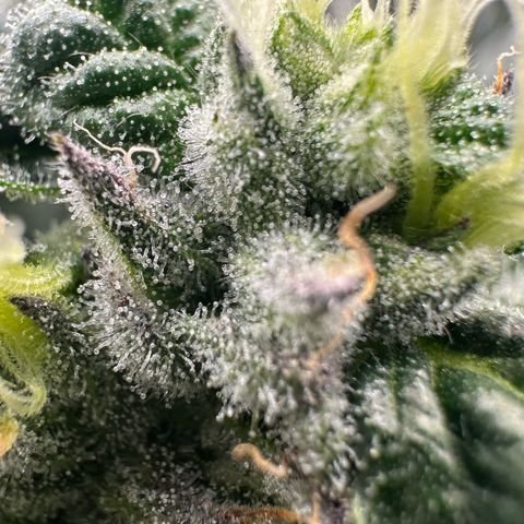 CxLAZ #03 45.52g growlog timeline photo