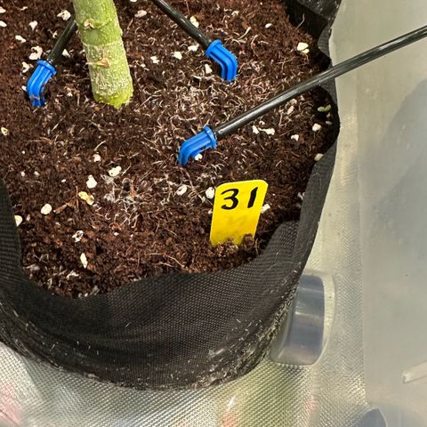 CxLAZ #31 58.75g growlog timeline photo