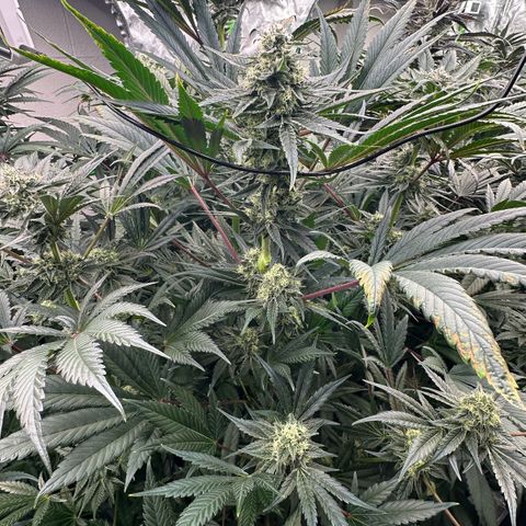 CxLAZ #31 58.75g growlog timeline photo