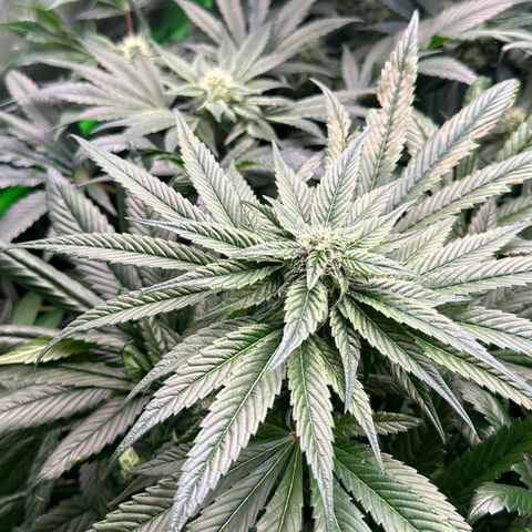 Misc x (LA Kush x Zkittles) #35 28.55g growlog timeline photo
