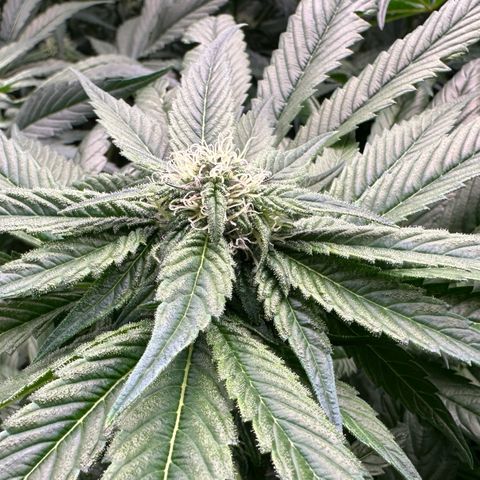 Misc x (LA Kush x Zkittles) #35 28.55g growlog timeline photo