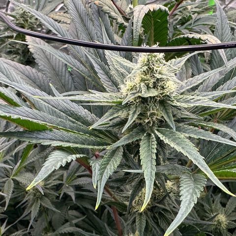 CxLAZ #31 58.75g growlog timeline photo