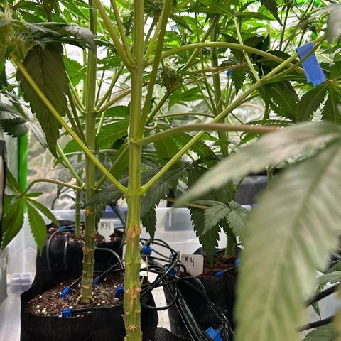 CxLAZ #20 13.7g growlog timeline photo