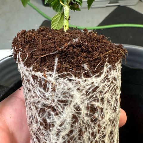 Auto Think Different  #3 growlog photo: Transplanted into 3 gal