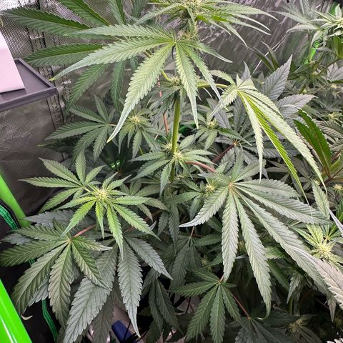 CxLAZ #24 37.13g growlog timeline photo