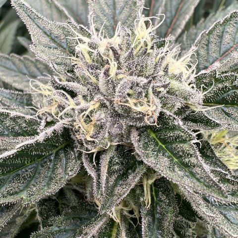 CxLAZ #16 50.72g growlog timeline photo