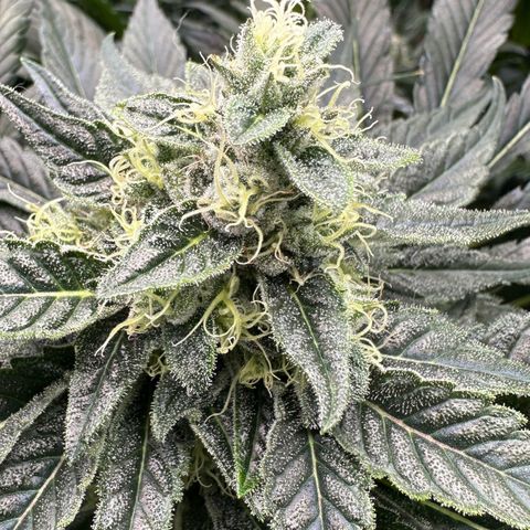 CxLAZ #06 growlog timeline photo