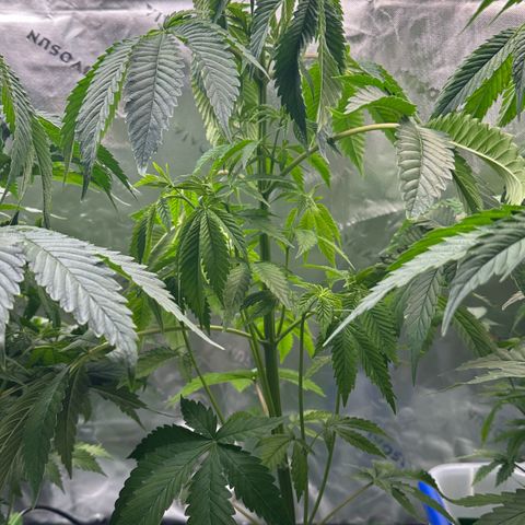Shaman growlog photo: Installed 12 port water manifold and water lines
