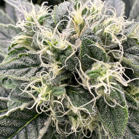 Misc x (LA Kush x Zkittles) #08 growlog timeline photo