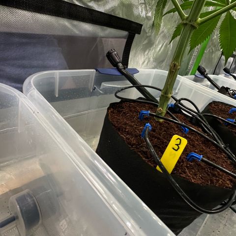CxLAZ #03 45.52g growlog timeline photo