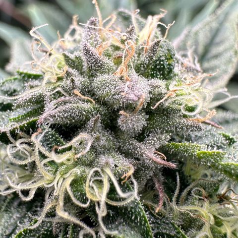 Misc x (LA Kush x Zkittles) #26 60.7g growlog timeline photo