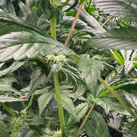 Misc x (LA Kush x Zkittles) #35 28.55g growlog timeline photo