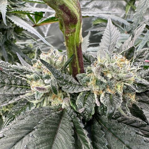 Misc x (LA Kush x Zkittles) #27 33.12g growlog timeline photo