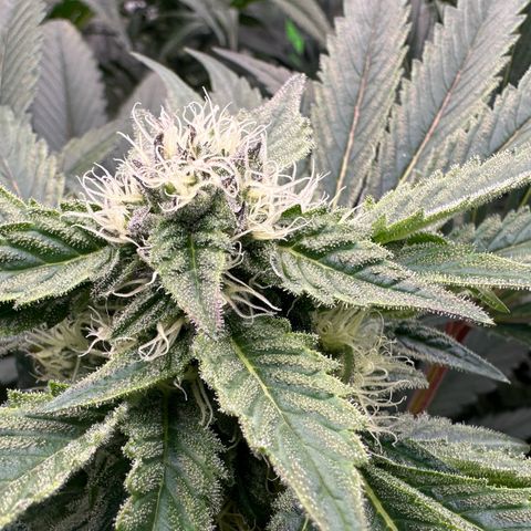 CxLAZ #16 50.72g growlog timeline photo