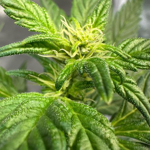 Auto Think Different  #3 growlog timeline photo