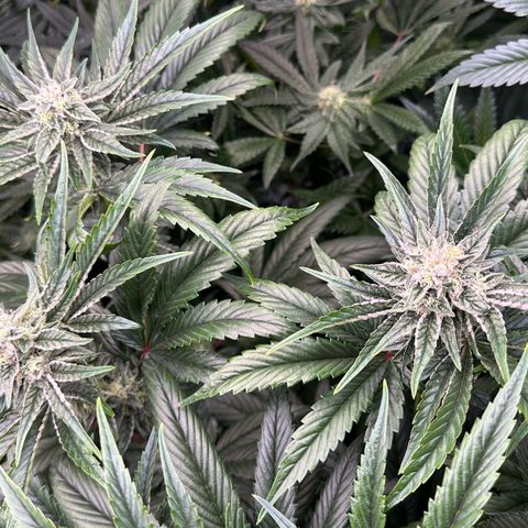 Misc x (LA Kush x Zkittles) #26 60.7g growlog timeline photo
