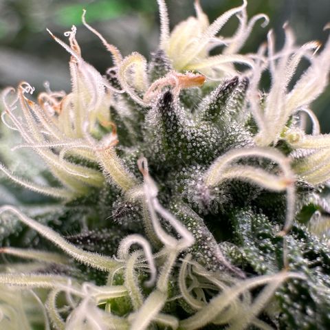 CxLAZ #31 58.75g growlog timeline photo