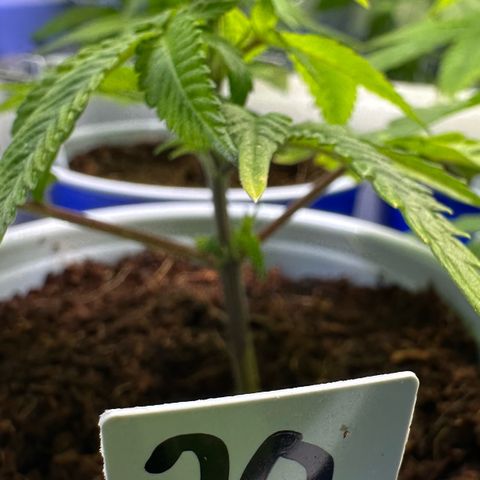 CxLAZ #20 C1 25g growlog timeline photo