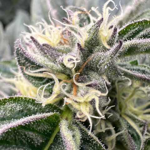 Misc x (LA Kush x Zkittles) #37 42.26g growlog timeline photo