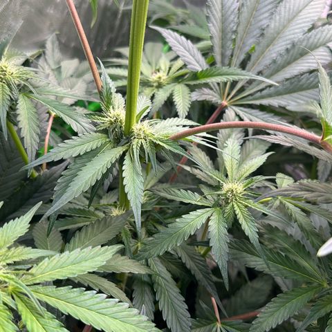 CxLAZ #24 37.13g growlog timeline photo