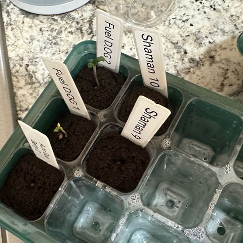 Shaman growlog timeline photo