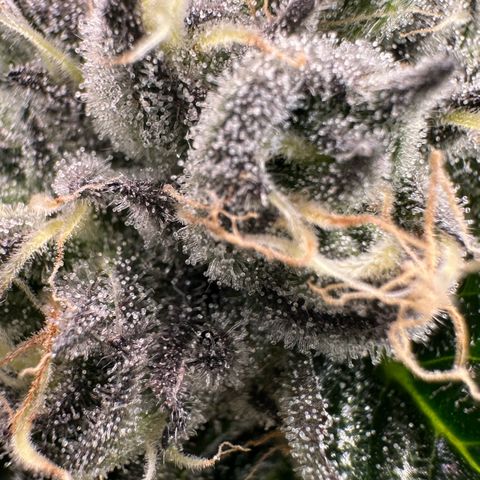 CxLAZ #16 50.72g growlog timeline photo