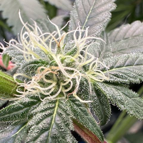 CxLAZ #03 45.52g growlog photo: Pollen sac from training on Tuesday