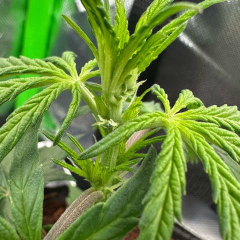 Auto Think Different  #1 growlog timeline photo