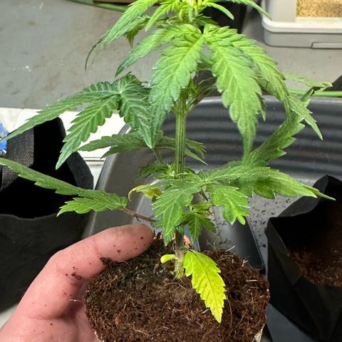 Auto Think Different  #1 growlog photo: Transplanted into 1 gal