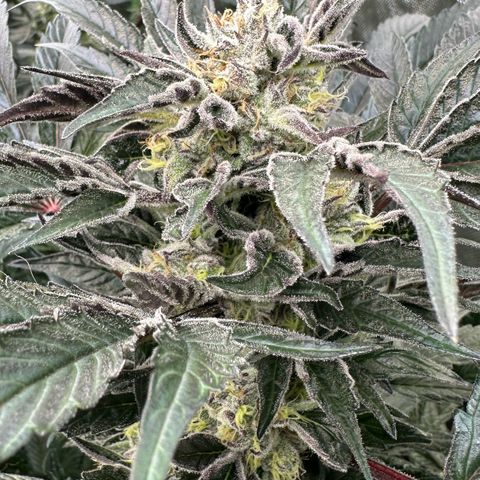 Misc x (LA Kush x Zkittles) #37 42.26g growlog timeline photo