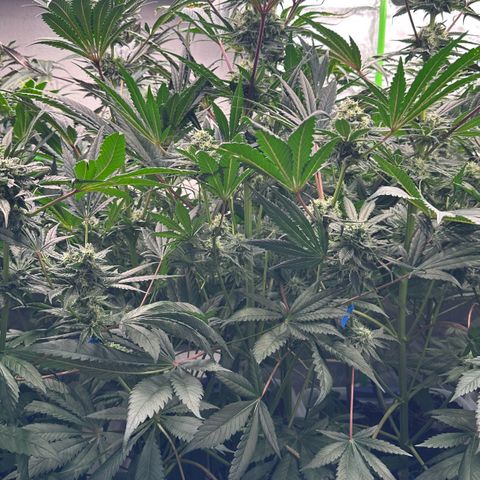 CxLAZ #31 58.75g growlog timeline photo