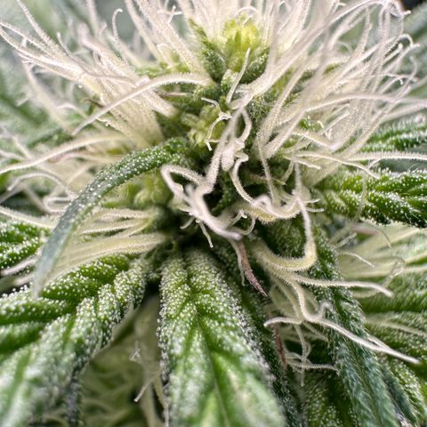 CxLAZ #06 growlog timeline photo