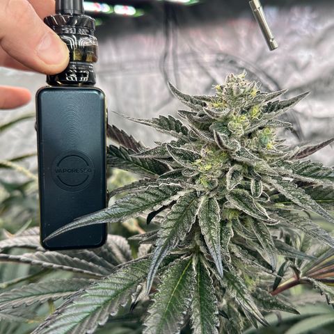 Misc x (LA Kush x Zkittles) #22 34.14g growlog timeline photo