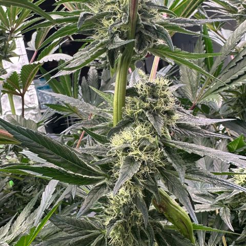 CxLAZ #14 53.59g growlog timeline photo
