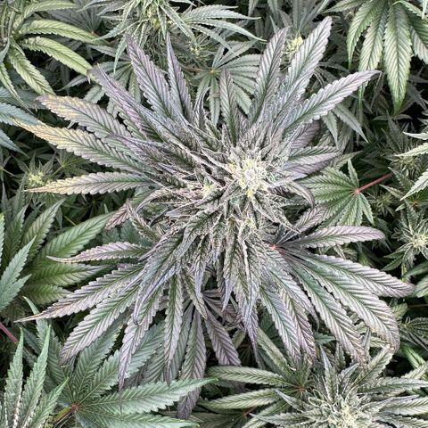 Misc x (LA Kush x Zkittles) #22 34.14g growlog timeline photo