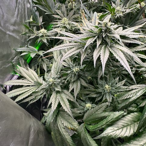 Misc x (LA Kush x Zkittles) #35 28.55g growlog timeline photo