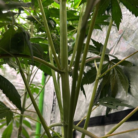 Misc x (LA Kush x Zkittles) #37 42.26g growlog timeline photo