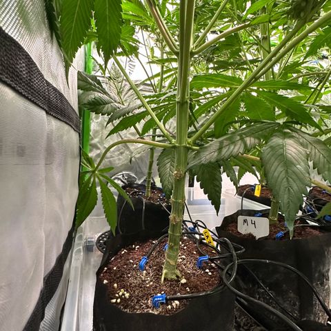 CxLAZ #11 50.28g growlog timeline photo