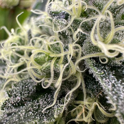 CxLAZ #31 58.75g growlog timeline photo