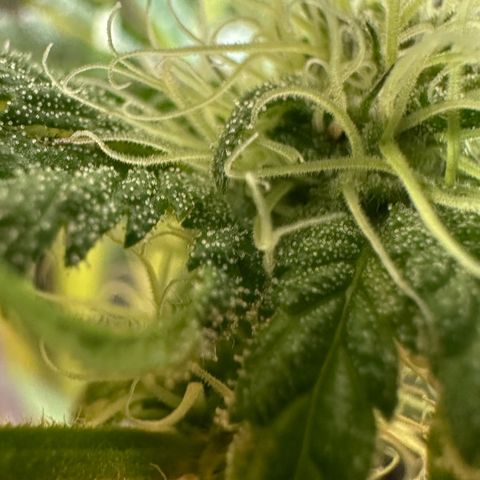 Misc x (LA Kush x Zkittles) #10 growlog timeline photo