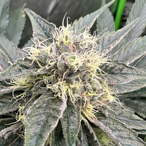 CxLAZ #11 50.28g growlog timeline photo