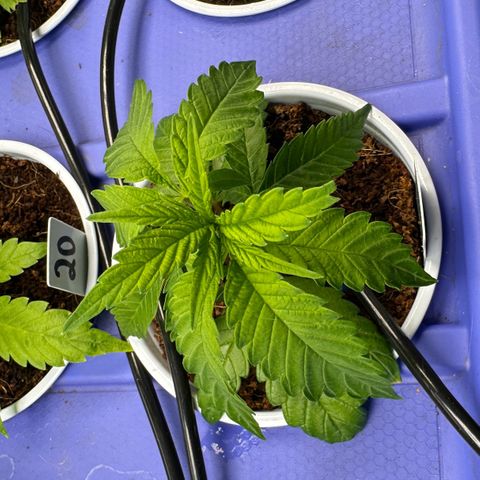 MiscxLAZ #22 C 42.33g growlog timeline photo